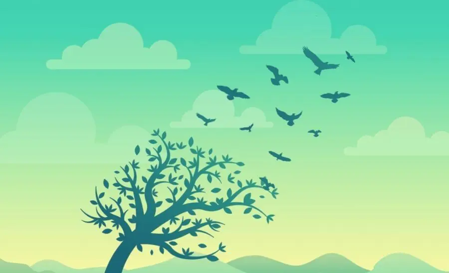 Birds